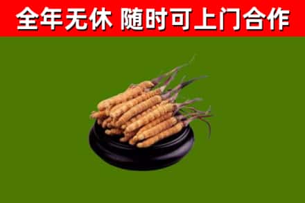 达孜回收散虫草