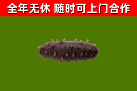 达孜回收海参干